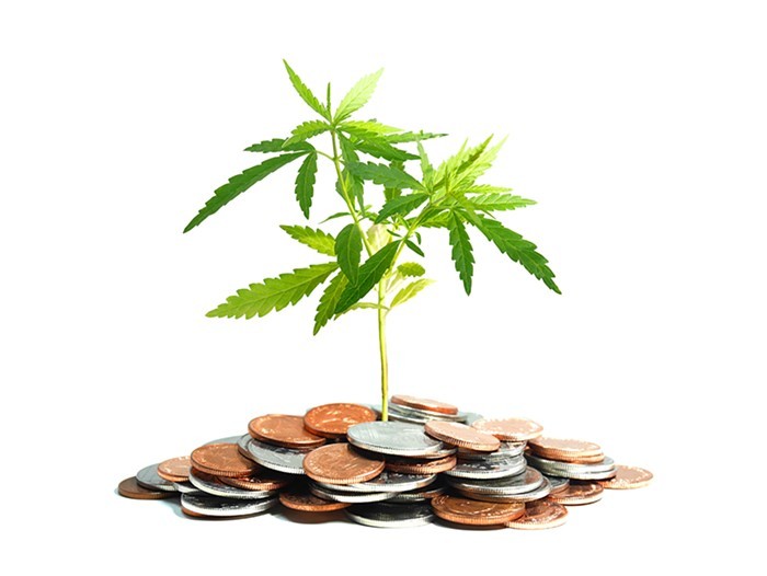 How to Get into the Cannabis Industry Without Any Money